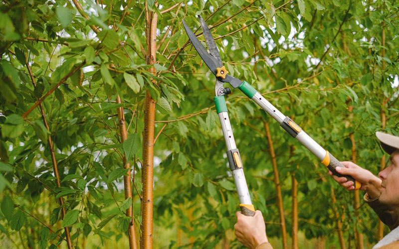 Tree trimming in Mahaska, KS