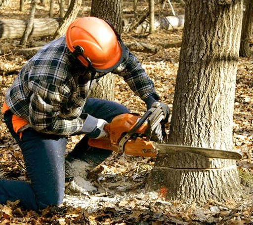 Tree Removal in Mahaska, KS